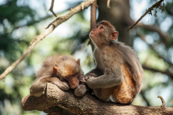 Macaque — Stock Photo, Image