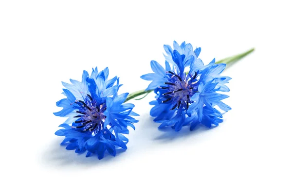 Cornflower — Stockfoto