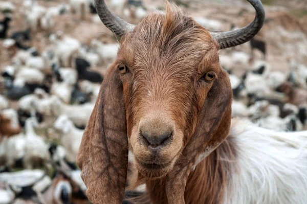 Goat — Stock Photo, Image