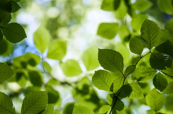 Beech — Stock Photo, Image