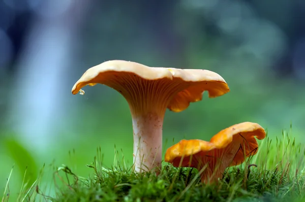 Chanterelle — Stock Photo, Image