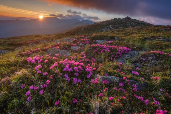 Rhododendron — Stock Photo, Image