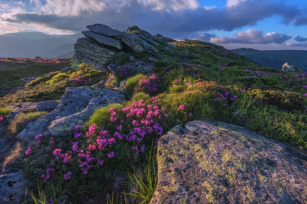 Rhododendron — Stock Photo, Image