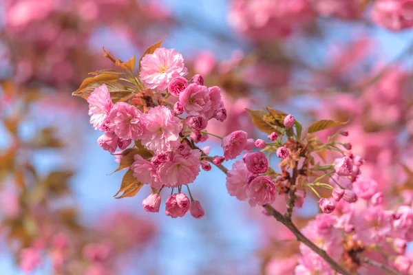 Sakura — Zdjęcie stockowe