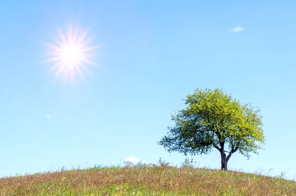 Árbol — Foto de Stock