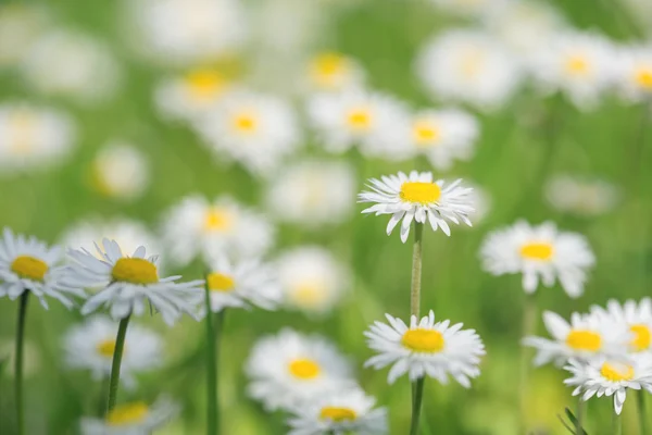 Chamomile — Stock Photo, Image