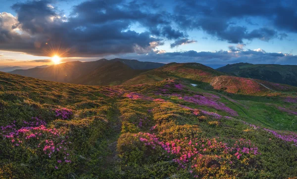 Rhododendron — Stock Photo, Image