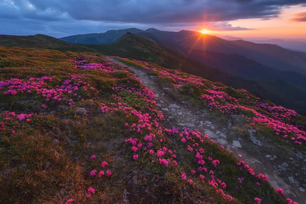 Rhododendron — Stock Photo, Image