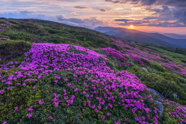 Rododendron — Stock fotografie