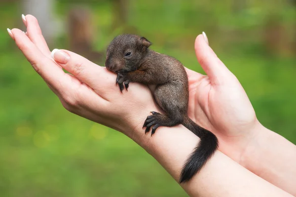 Eichhörnchen — Stockfoto