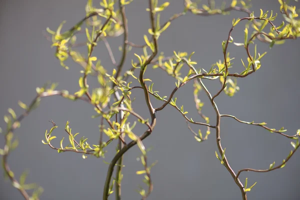 Weiden — Stockfoto