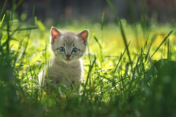 Kitten — Stock Photo, Image