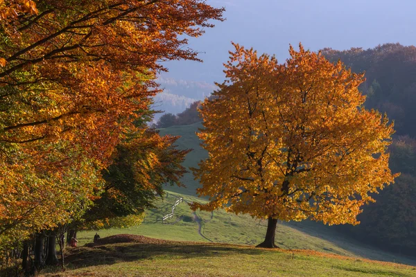 Baum — Stockfoto