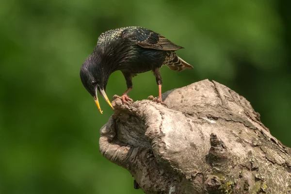 Готель Starling — стокове фото