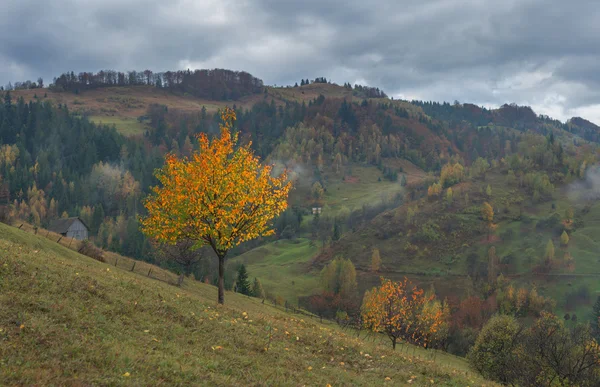 Drzewo — Zdjęcie stockowe