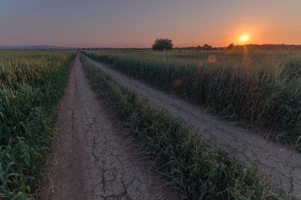 Campo — Fotografia de Stock