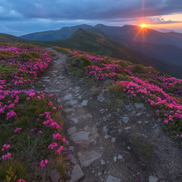 Rhododendron — Stockfoto