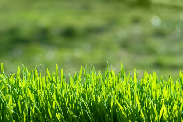 Pasto — Foto de Stock