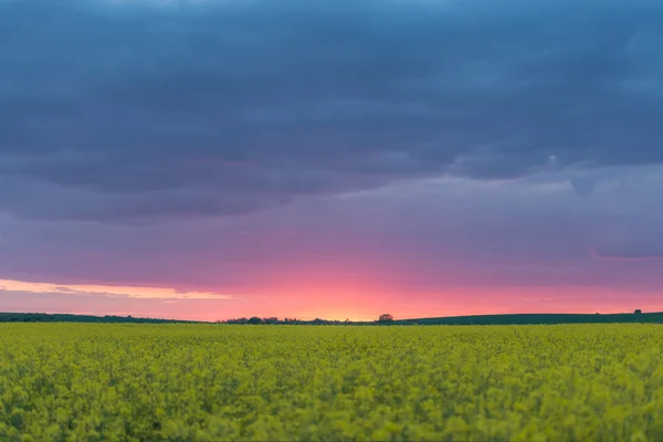 Campo — Fotografia de Stock