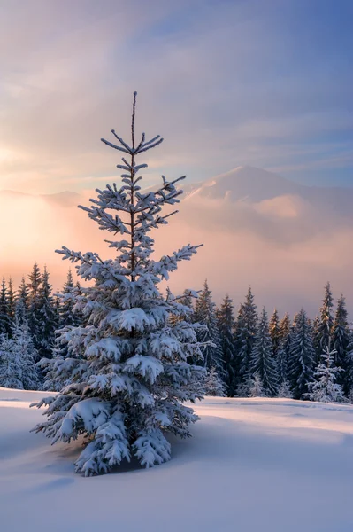 Landschap — Stockfoto