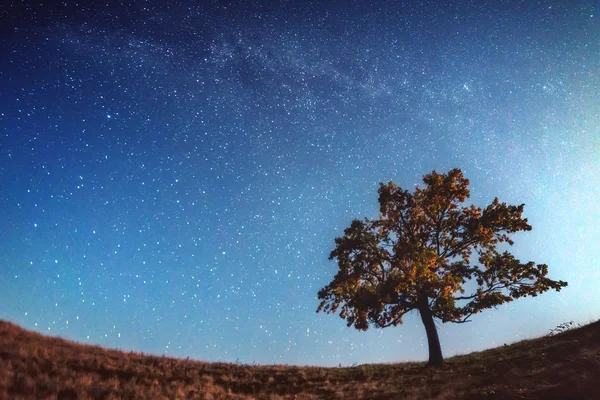 Ağaç — Stok fotoğraf