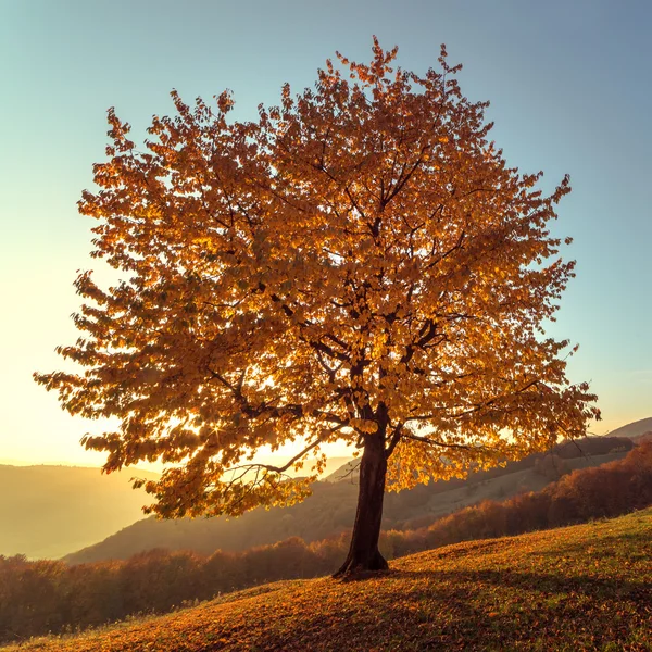 Bladeren — Stockfoto