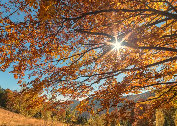 Leaves — Stock Photo, Image