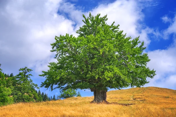 Árbol —  Fotos de Stock