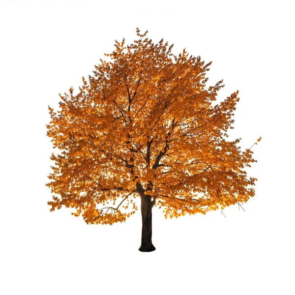 Baum — Stockfoto