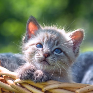 Yavru kedi
