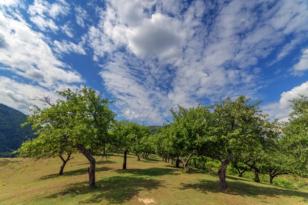 Garden — Stock Photo, Image