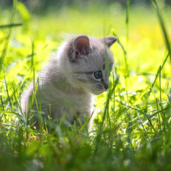 새끼 고양이 — 스톡 사진