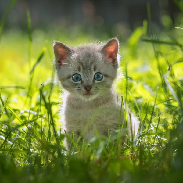 Kitten — Stock Photo, Image