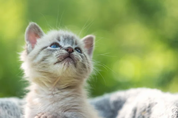 Gatinho — Fotografia de Stock