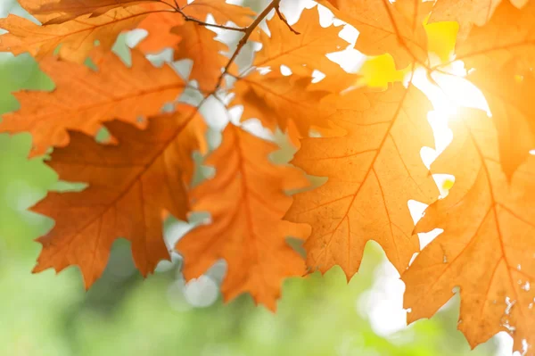 Leaf — Stock Photo, Image