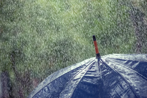 Şemsiye — Stok fotoğraf