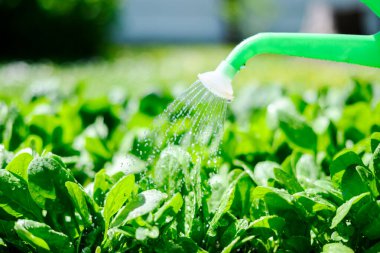 Arka bahçedeki sebze bahçesindeki genç ıspanak bitkileri yeşil sulama kutusundan su alıyorlar. Organik büyüme, sağlıklı gıda üretimi ve eko yaşam tarzı konsepti