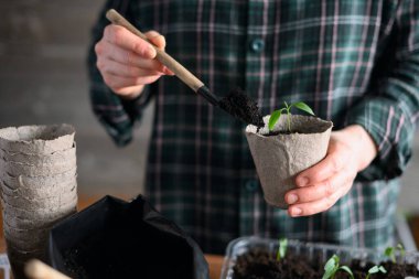 Ahşap masada bahçe aletleri kullanarak sebze fideleriyle çalışan bir kadın. Kapalı alanda sürdürülebilir bitki yetiştirme etkinliği