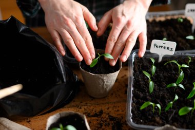 Kadın domates tohumunu biyolojik olarak çözünebilir turba kabına yerleştiriyor. Kapalı alanda toprak ve bitkilerle bahçecilik.