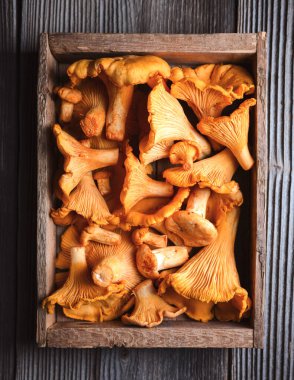 Tahta kutunun içindeki Chanterelle mantarlarının en üst görüntüsü. Vahşi orman hasadı, mevsimlik yiyecekler, doğal malzemeler.