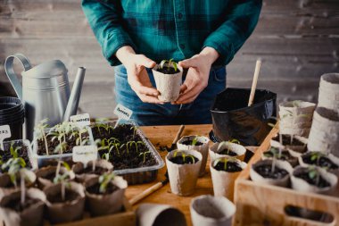 Erkek eller sebze fidelerini biyolojik olarak ayrıştırılabilir turba saksılarına ekiyor. Kapalı alanda sürdürülebilir bahçe işleri.