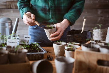 Erkek eller, sehpanın üzerinde taze domates tohumu ile turba tenceresi tutuyor. Biyo-çözünebilir konteynır ile kapalı bahçe etkinliği
