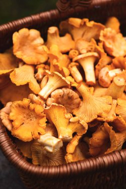 Hasır sepetteki taze mantarlar. Vahşi orman mantarları, sonbahar hasadı, organik gıda, kırsal arka plan