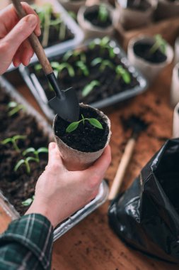 Domates fidanlı turba tenceresi tutan kadın eller. Çevre dostu konteynırla bahçe işleri.