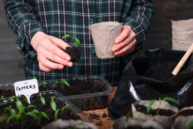 Yeşil domates fidanlı turba kabını tutan kadın eller. Biyo çözünür bitki kabıyla bahçe işleri.