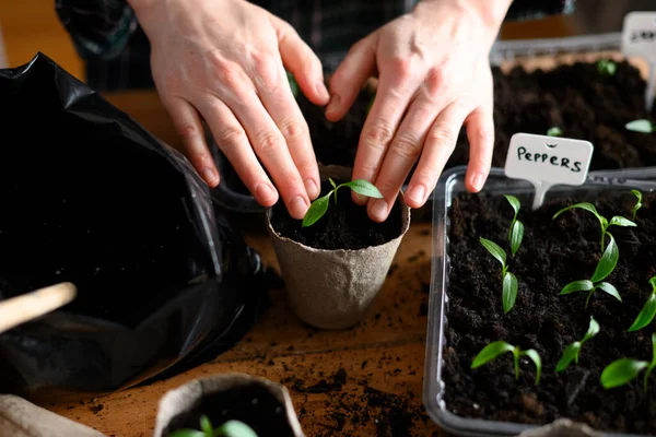 Kadın domates tohumunu biyolojik olarak çözünebilir turba kabına yerleştiriyor. Kapalı alanda toprak ve bitkilerle bahçecilik.