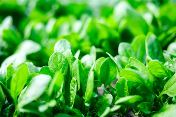 Açık hava bahçe yatağında güneş ışığı altında büyüyen taze ıspanak yapraklarının yakın görüntüsü. Ev bahçıvanlığı, eko gıda üretimi ve doğal tarım kavramı