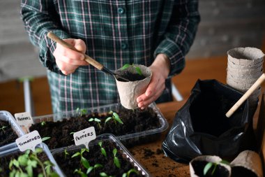 Bahçe işleri alanında turba bardaklarına domates tohumu dizen bir kadın. Kapalı alanda bahar ekimi kavramı