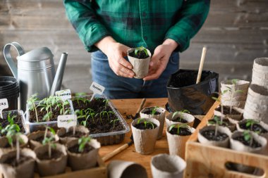 Kırsal bahçıvanlık masasında domates ve biber tohumu düzenleyen adam. Bahar ekimi hazırlığı turba bardakları ve toprakla