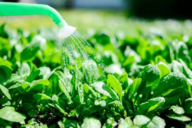 Güneşli bahçe yatağında büyüyen taze ıspanak yaprakları yeşil sulama tenekesiyle sulanırken. Evde bahçıvanlık, bitki bakımı ve sürdürülebilir sebze yetiştirme kavramı